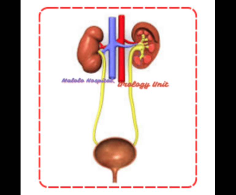 Urology